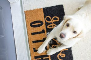 An adorable white Labrador makes direct eye contact with the camera while sitting like a good dog on a welcome mat. This is how welcome you are.